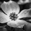 Dogwood Visual