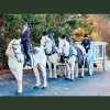 Southern Breezes Carriages