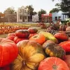 Denton Valley Farms
