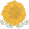Marigold Flower Co.